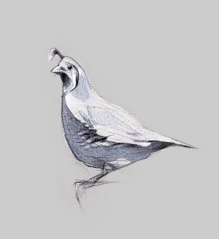 Detailed pencil sketch of a quail bird by Timo Müller