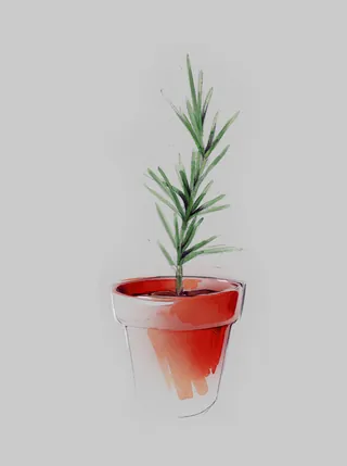 Minimalist plant in red terracotta pot by Timo Müller