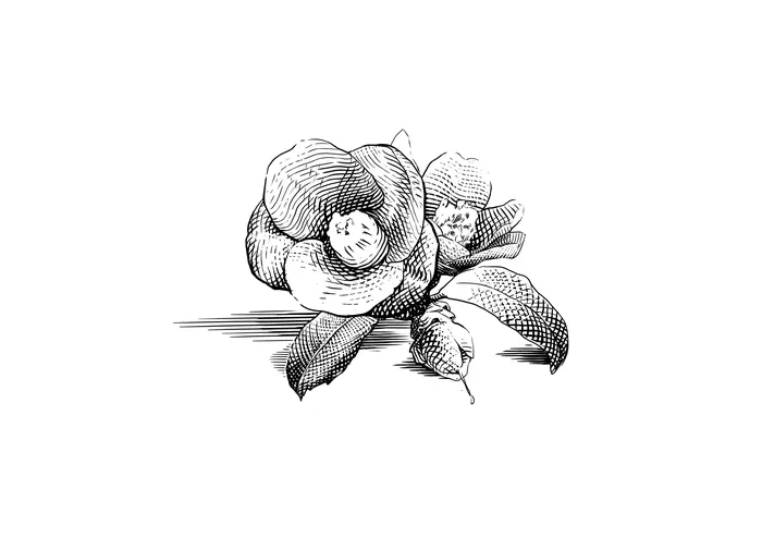 black and white detailed camellia flower sketch by Timo Müller