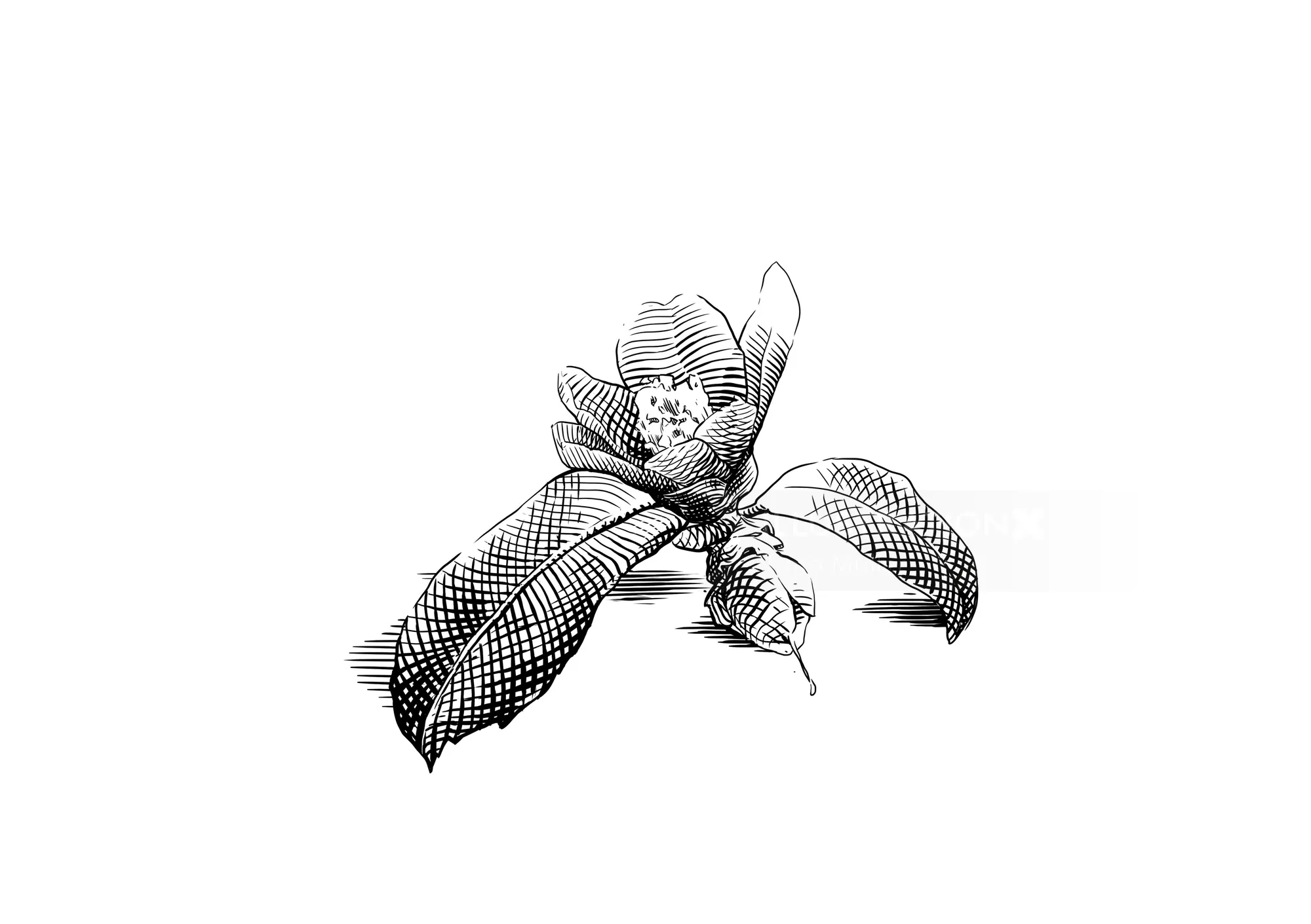 Detailed botanical line drawing of a flower and leaves by Timo Müller