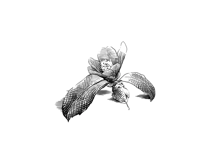 Detailed botanical line drawing of a flower and leaves by Timo Müller