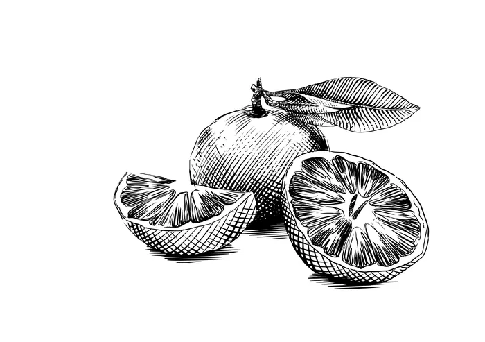Black and white ink drawing of citrus fruit and slices by Timo Müller