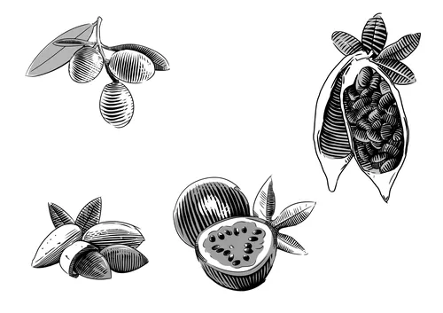 Black and white botanical fruit illustrations by Timo Müller