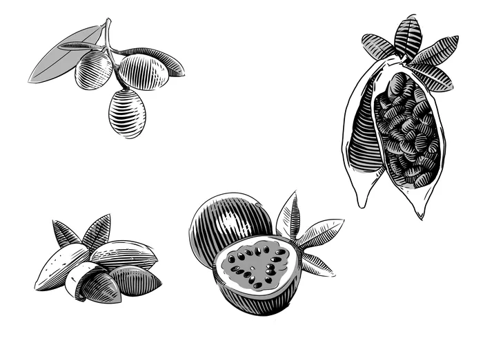 Black and white botanical fruit illustrations by Timo Müller