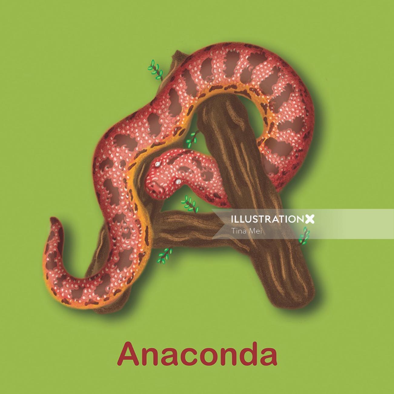 A for Anaconda, ilustração de anaconda, livro infantil abc, livro infantil abc, livro abc, tina mei ill