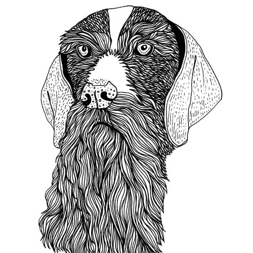 Animal bearded dog
