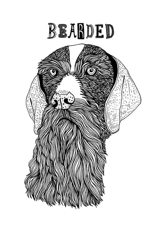 Animal bearded dog
