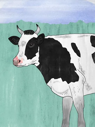 Illustration of a black and white dairy cow by Tobias Göbel