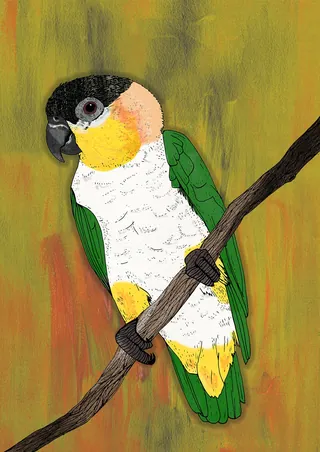 Black-headed Caique parrot perched on a branch, illustration by Tobias Göbel