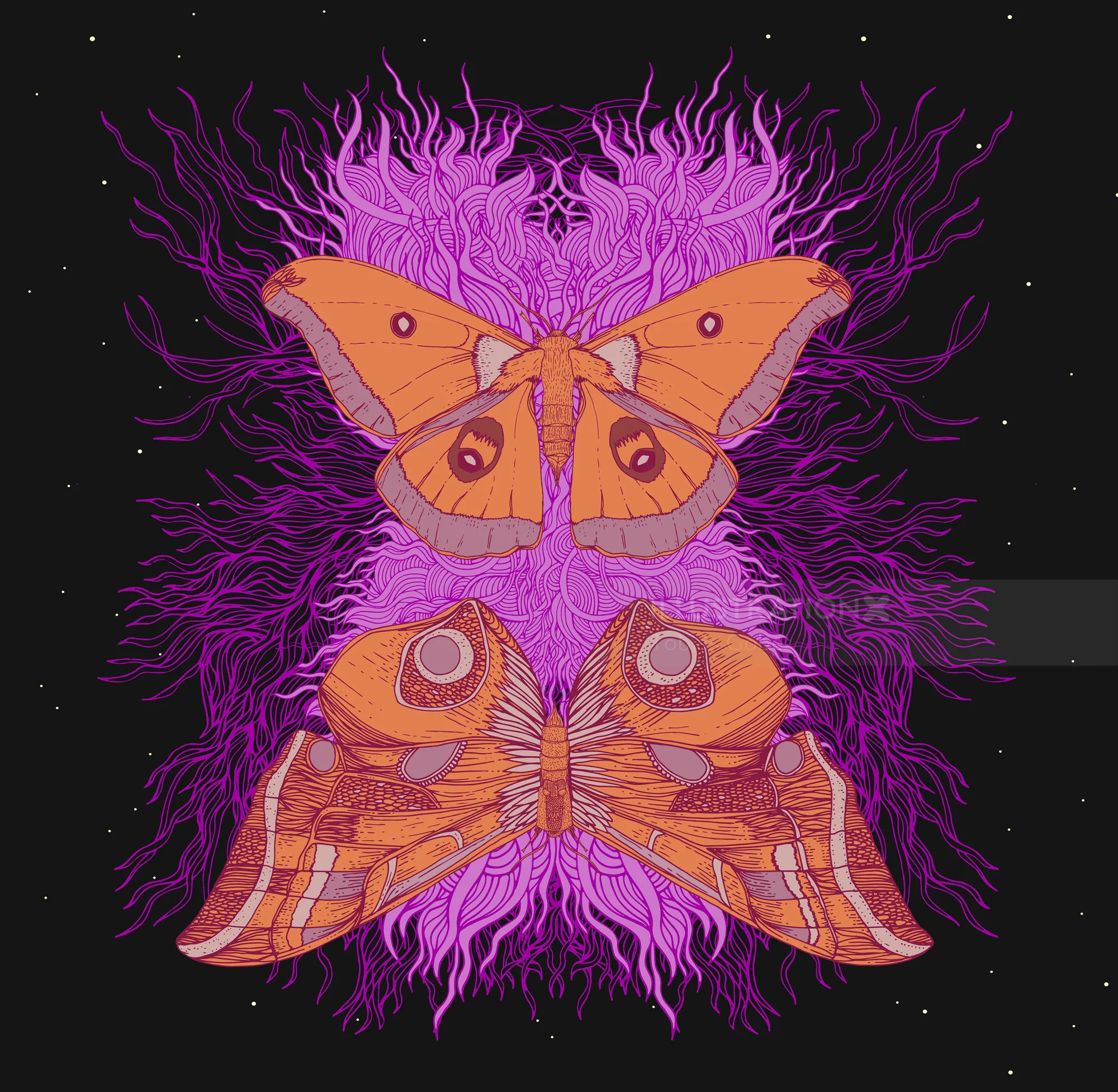 Two orange moths with purple swirls on black background