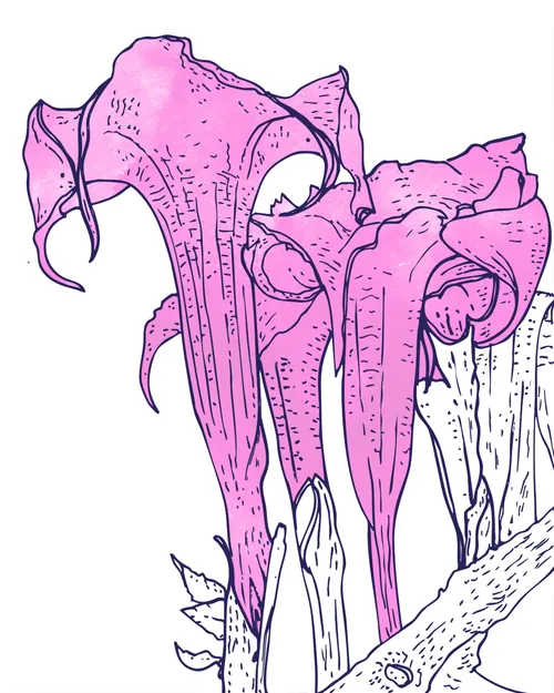 Pink carnivorous pitcher plant illustration by Tobias Göbel