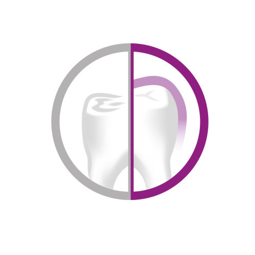 Tooth | Medical illustration collection