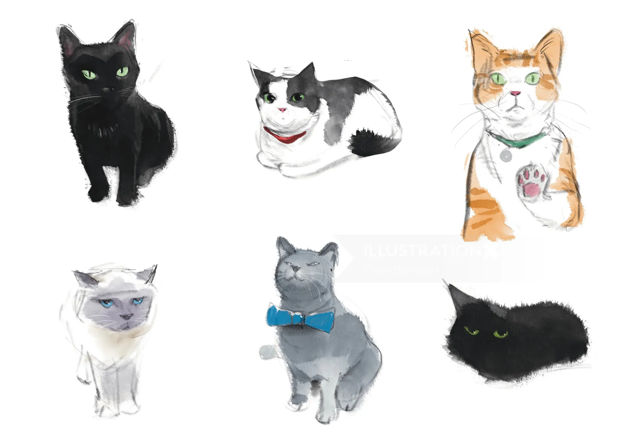 Six different cats illustrated in watercolor by Tom Bonson