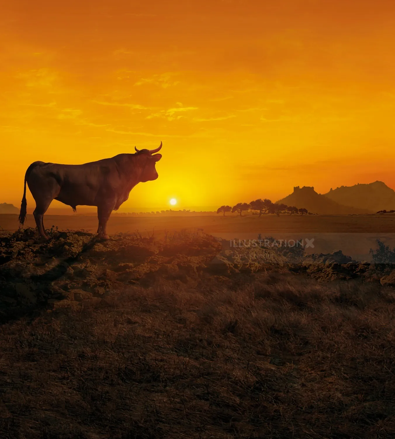 Osborne bull silhouette at sunset with distant mountains by Tom Krieger