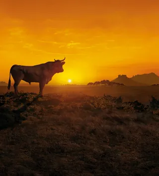Osborne bull silhouette at sunset with distant mountains by Tom Krieger