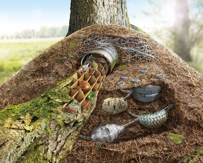 Insect nest with larvae and pupae inside hollow tree trunk by Tom Krieger
