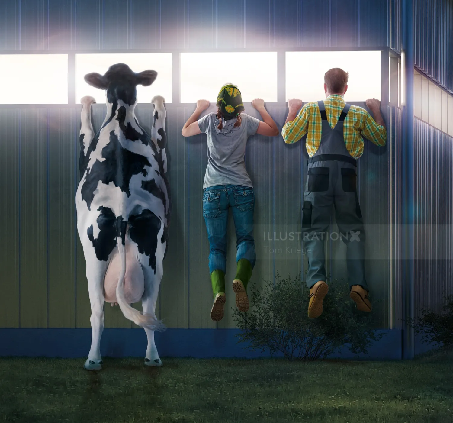 Cow and two people looking out window in barn by Tom Krieger