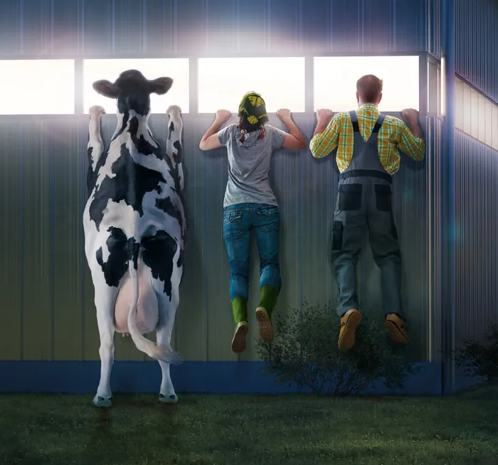 Cow and two people looking out window in barn by Tom Krieger