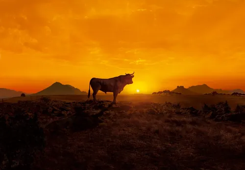 Cow silhouette at sunset with mountains in background by Tom Krieger