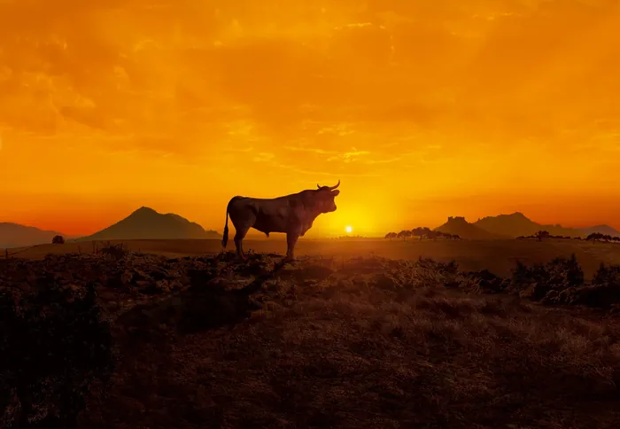 Cow silhouette at sunset with mountains in background by Tom Krieger