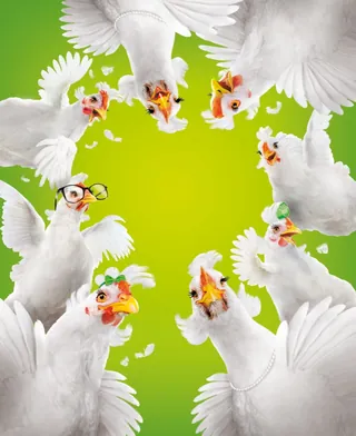 White chickens looking down in a circle on green background by Tom Krieger
