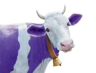 Close-up of a purple and white cow wearing a bell collar by Tom Krieger