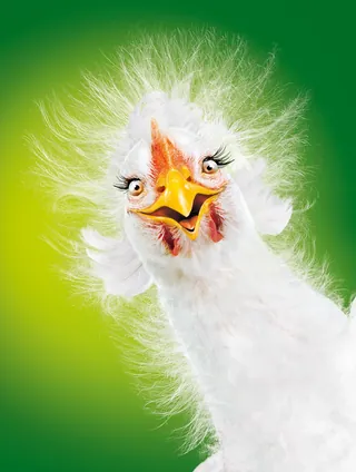 White chicken with fluffy feathers and expressive eyes by Tom Krieger