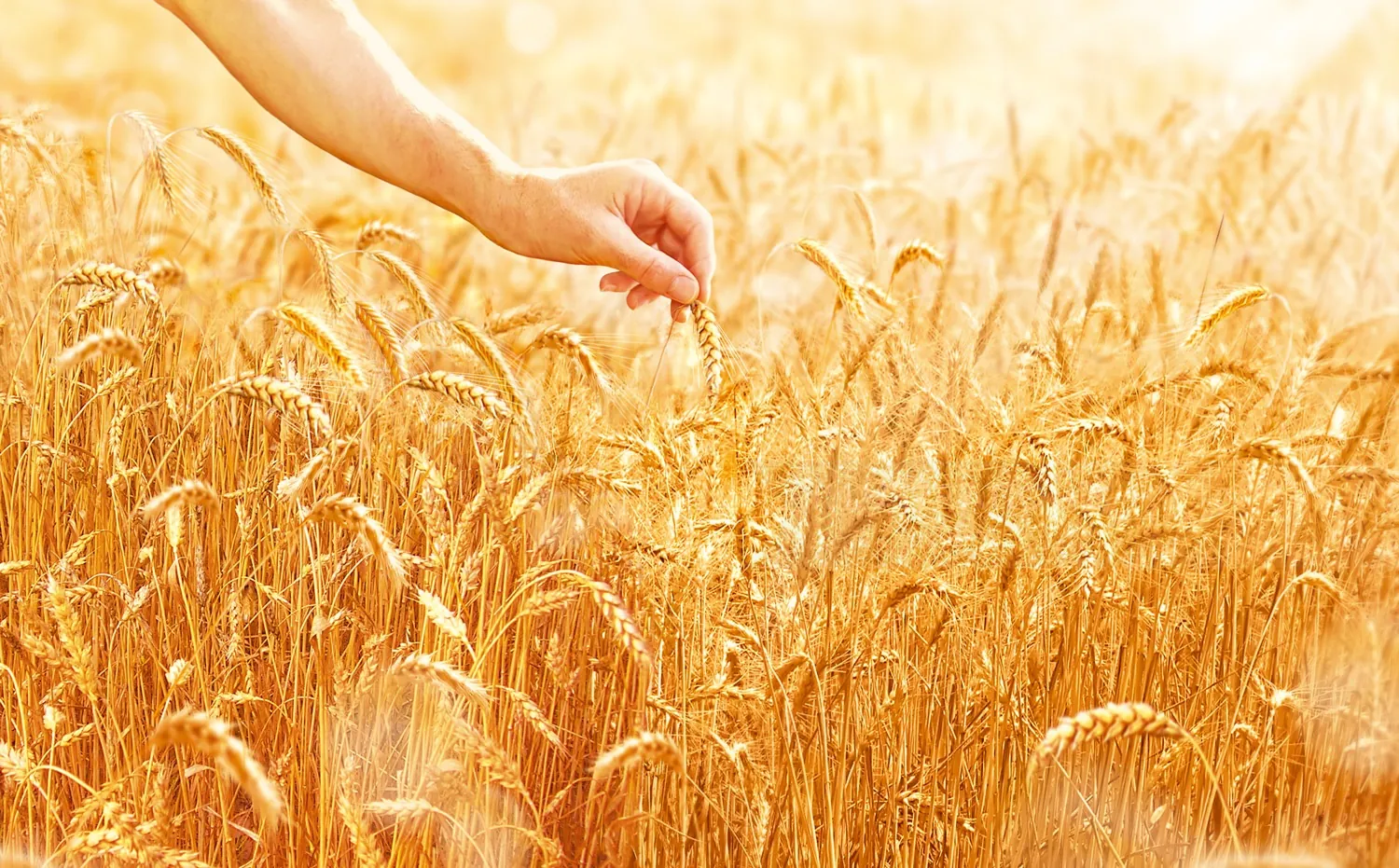 A hand touching golden wheat stalks in a sunlit field by Tom Krieger