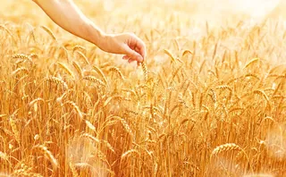 A hand touching golden wheat stalks in a sunlit field by Tom Krieger