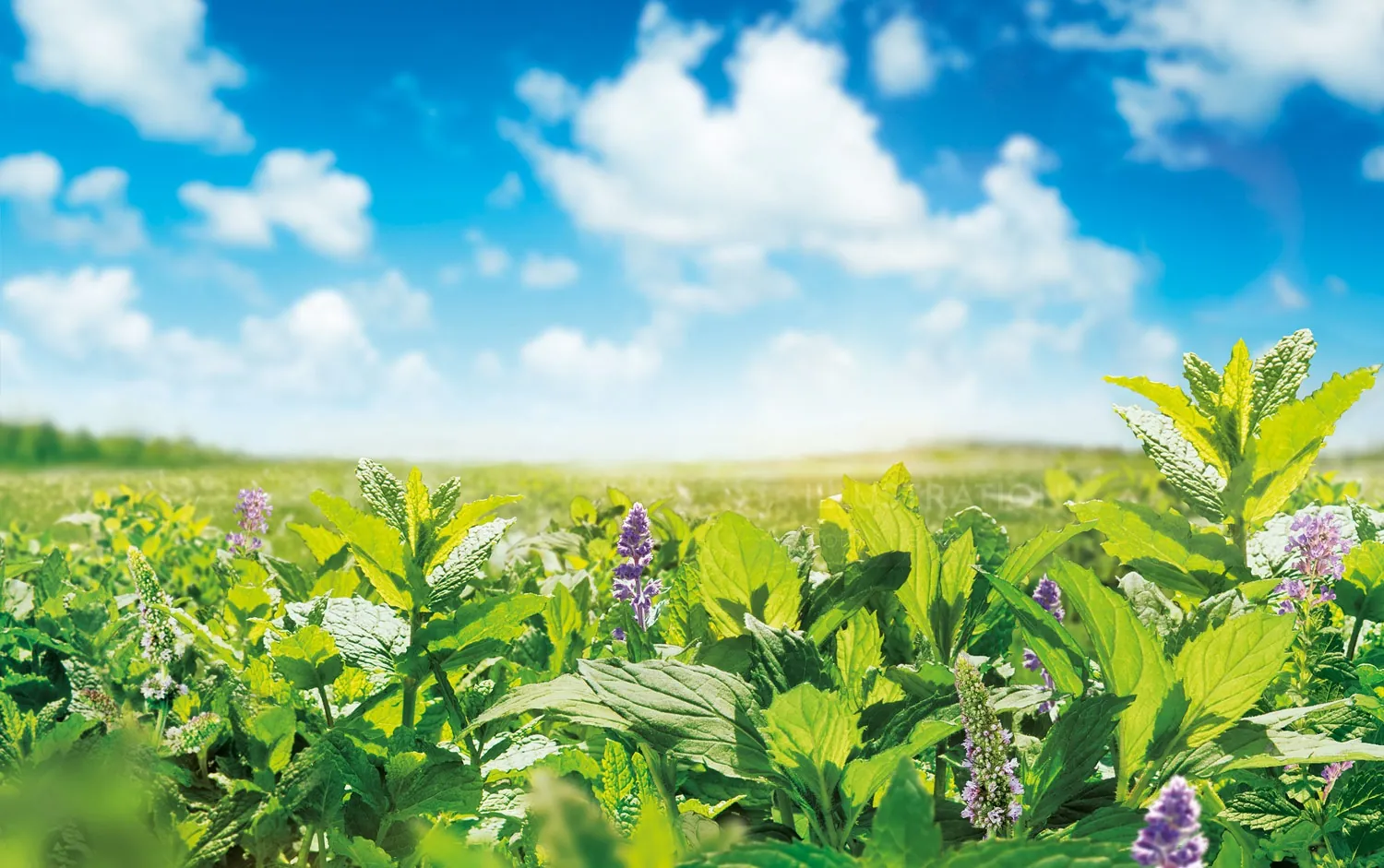 Field of wild plants and purple flowers under a bright blue sky by Tom Krieger