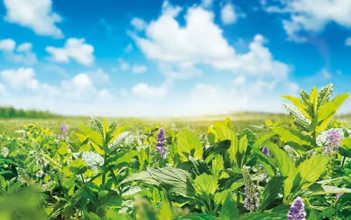 Field of wild plants and purple flowers under a bright blue sky by Tom Krieger