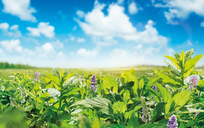 Field of wild plants and purple flowers under a bright blue sky by Tom Krieger