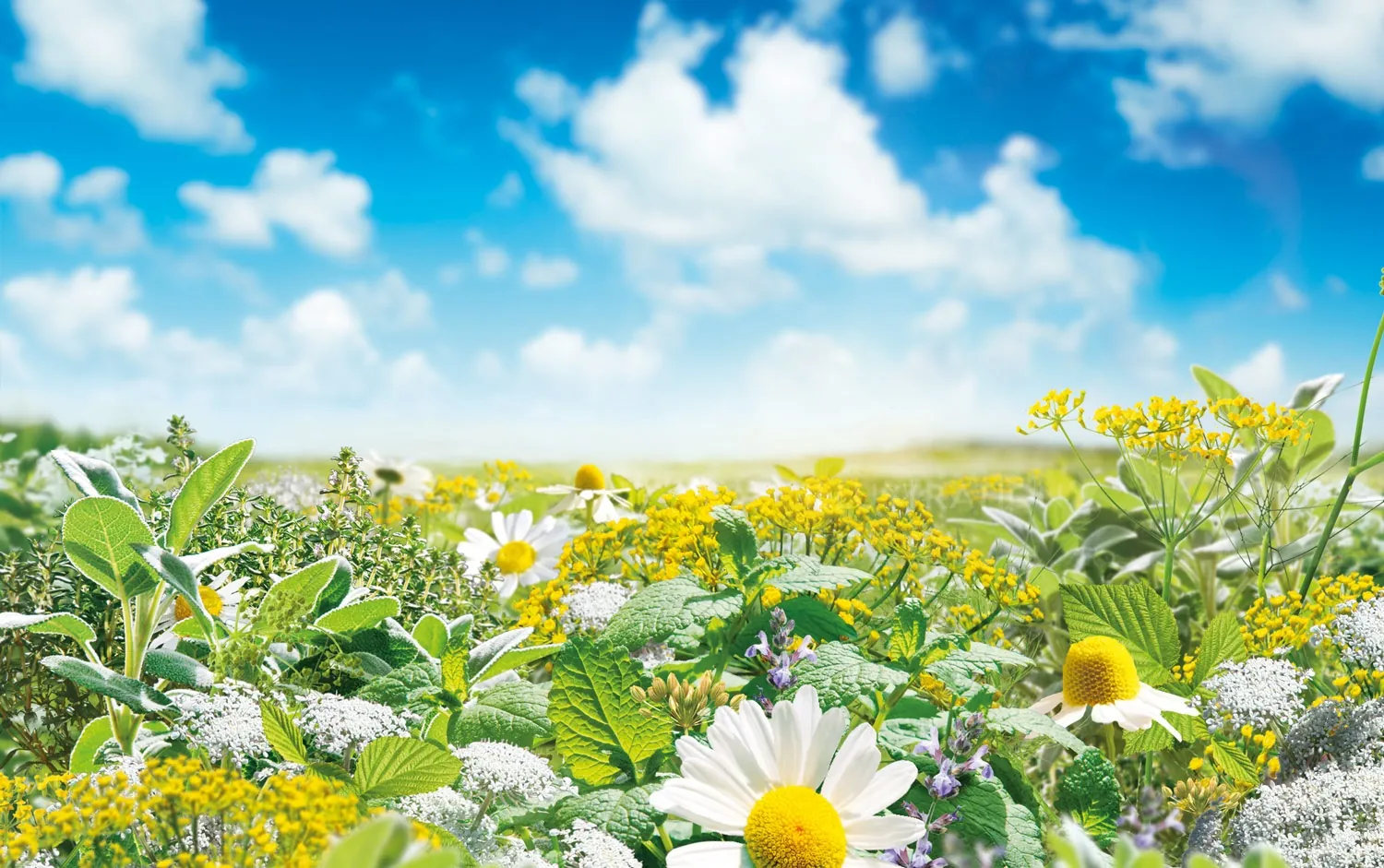 Wildflowers blooming in sunny meadow under blue sky by Tom Krieger