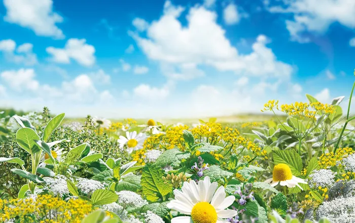 Wildflowers blooming in sunny meadow under blue sky by Tom Krieger