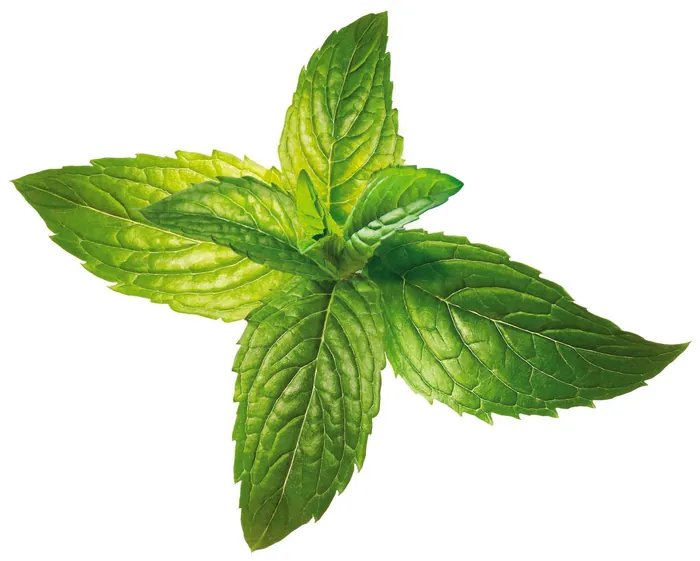 Close-up of fresh green mint leaves by Tom Krieger