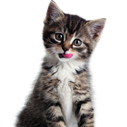 Tabby kitten sitting and licking its lips by Tom Ungemach