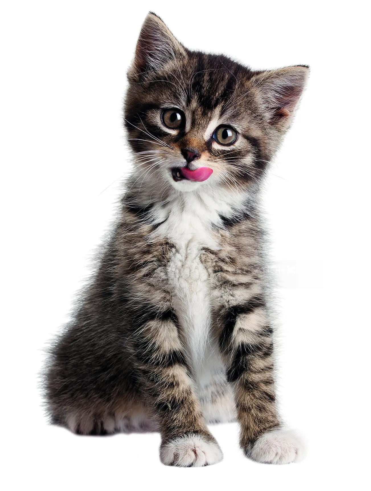 Tabby kitten sitting and licking its lips by Tom Ungemach