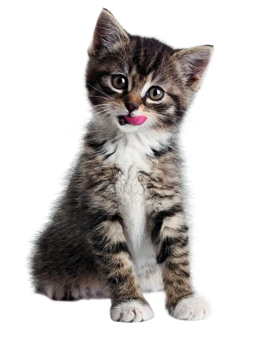 Tabby kitten sitting and licking its lips by Tom Ungemach
