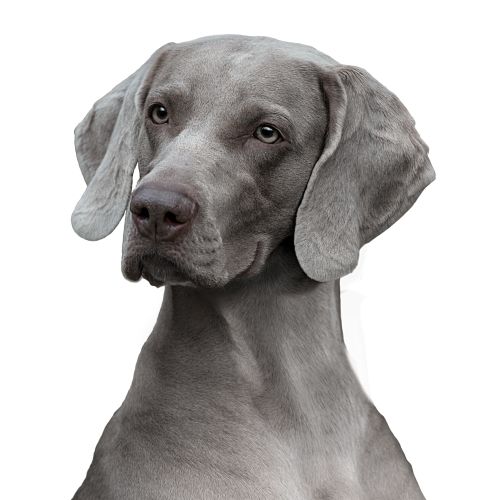 Portrait of a gray Weimaraner dog by Tom Ungemach