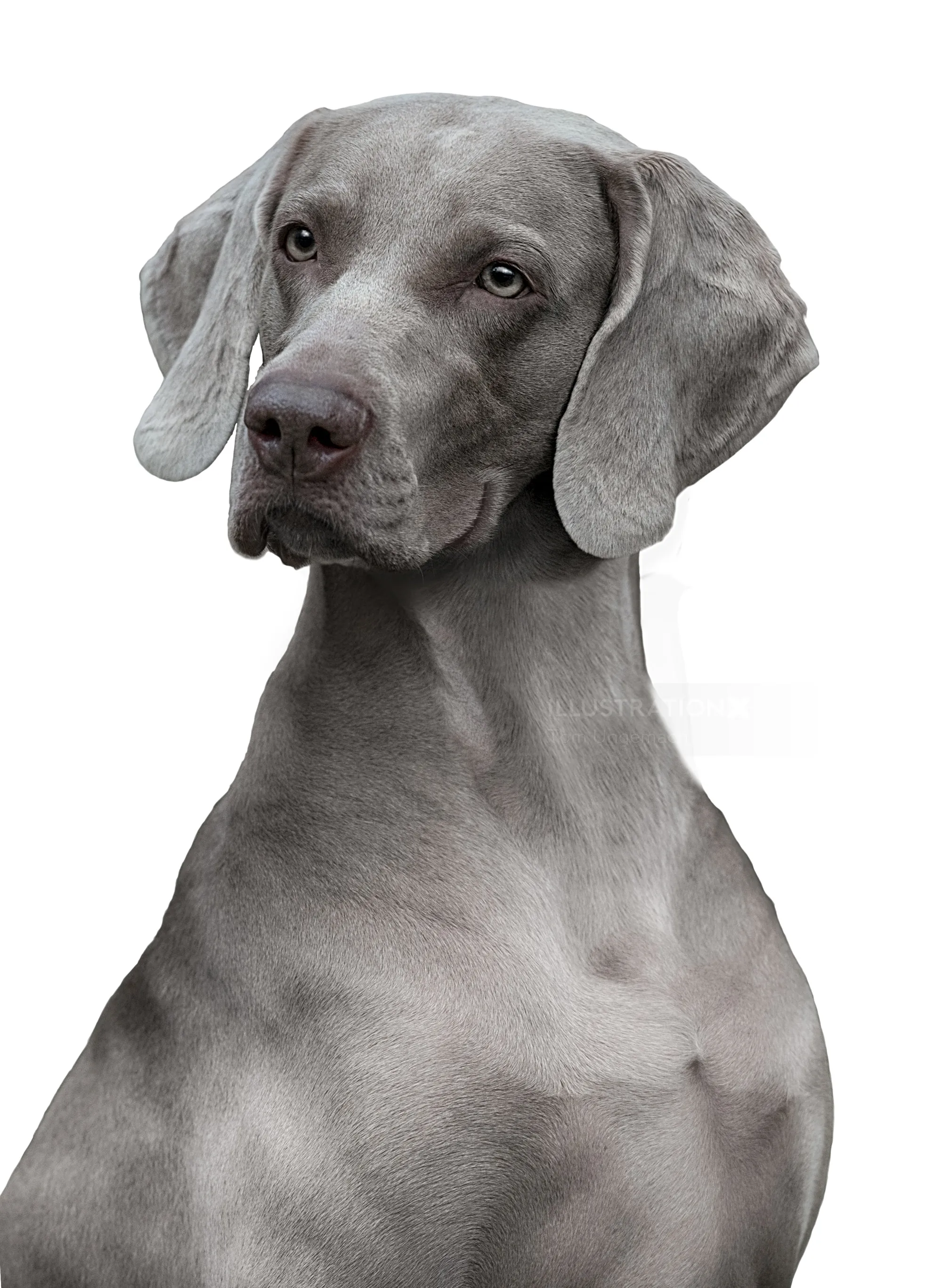Portrait of a gray Weimaraner dog by Tom Ungemach