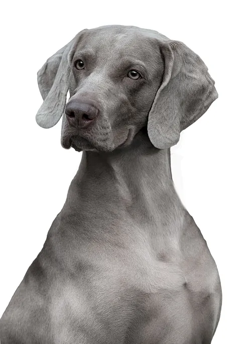 Portrait of a gray Weimaraner dog by Tom Ungemach