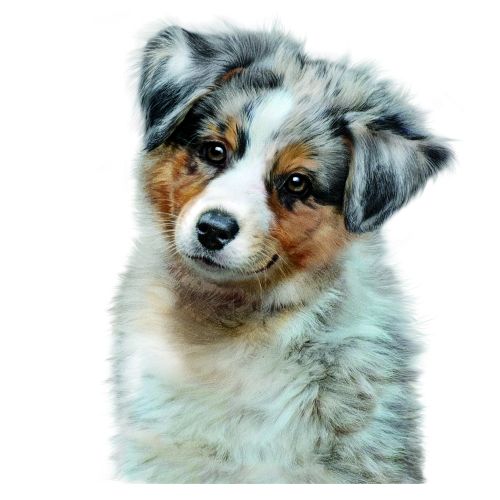 Tom Ungemach Tiere Illustrator from Germany
