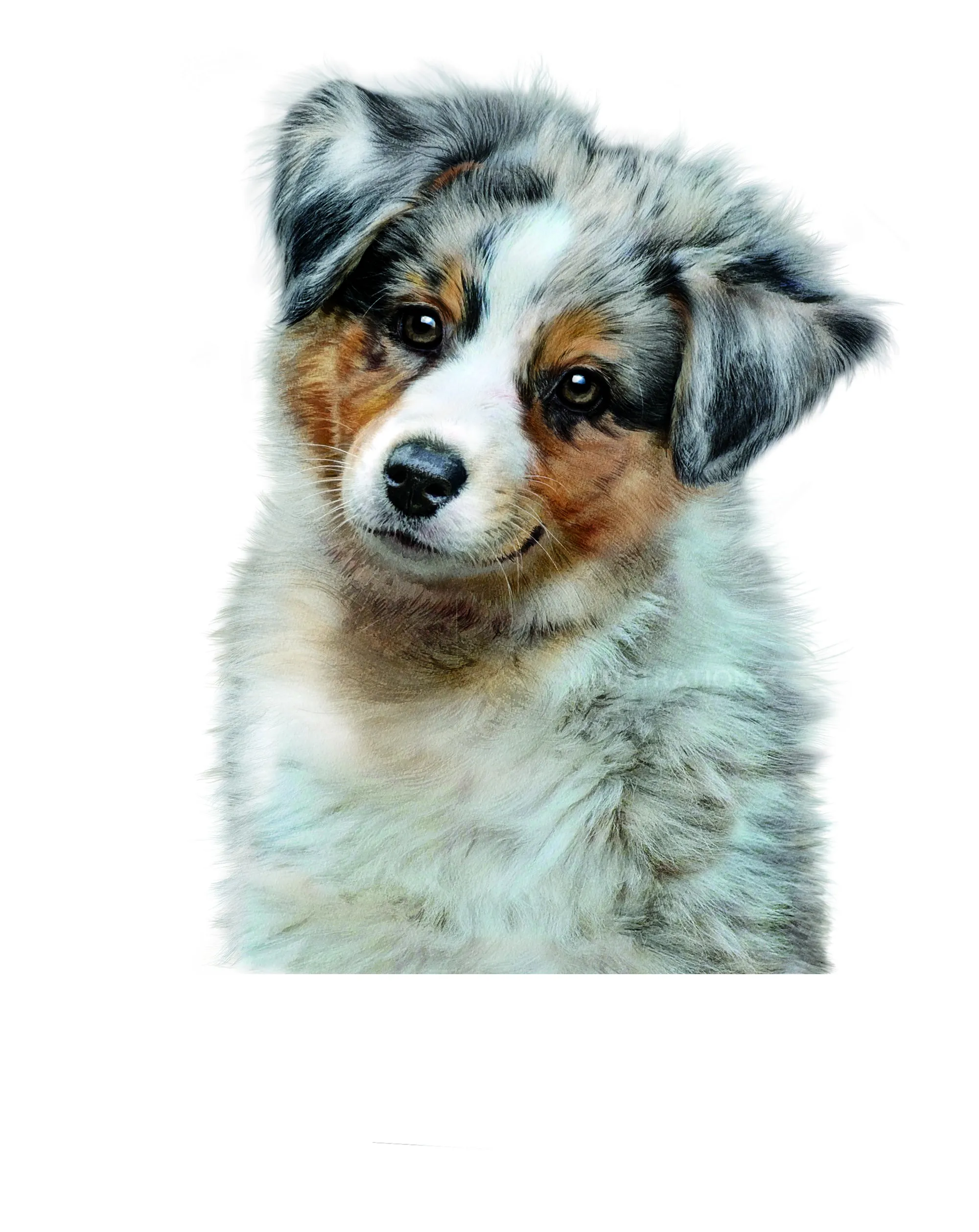 Fluffy Australian Shepherd puppy with curious expression by Tom Ungemach