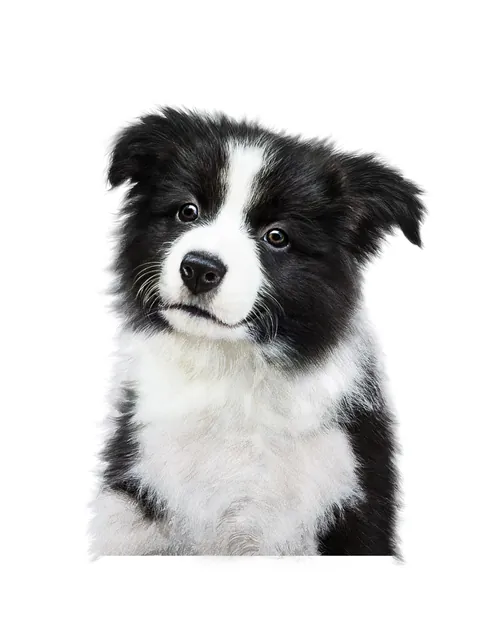 Black and white Border Collie puppy portrait by Tom Ungemach