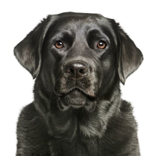 Black Labrador Retriever portrait by Tom Ungemach