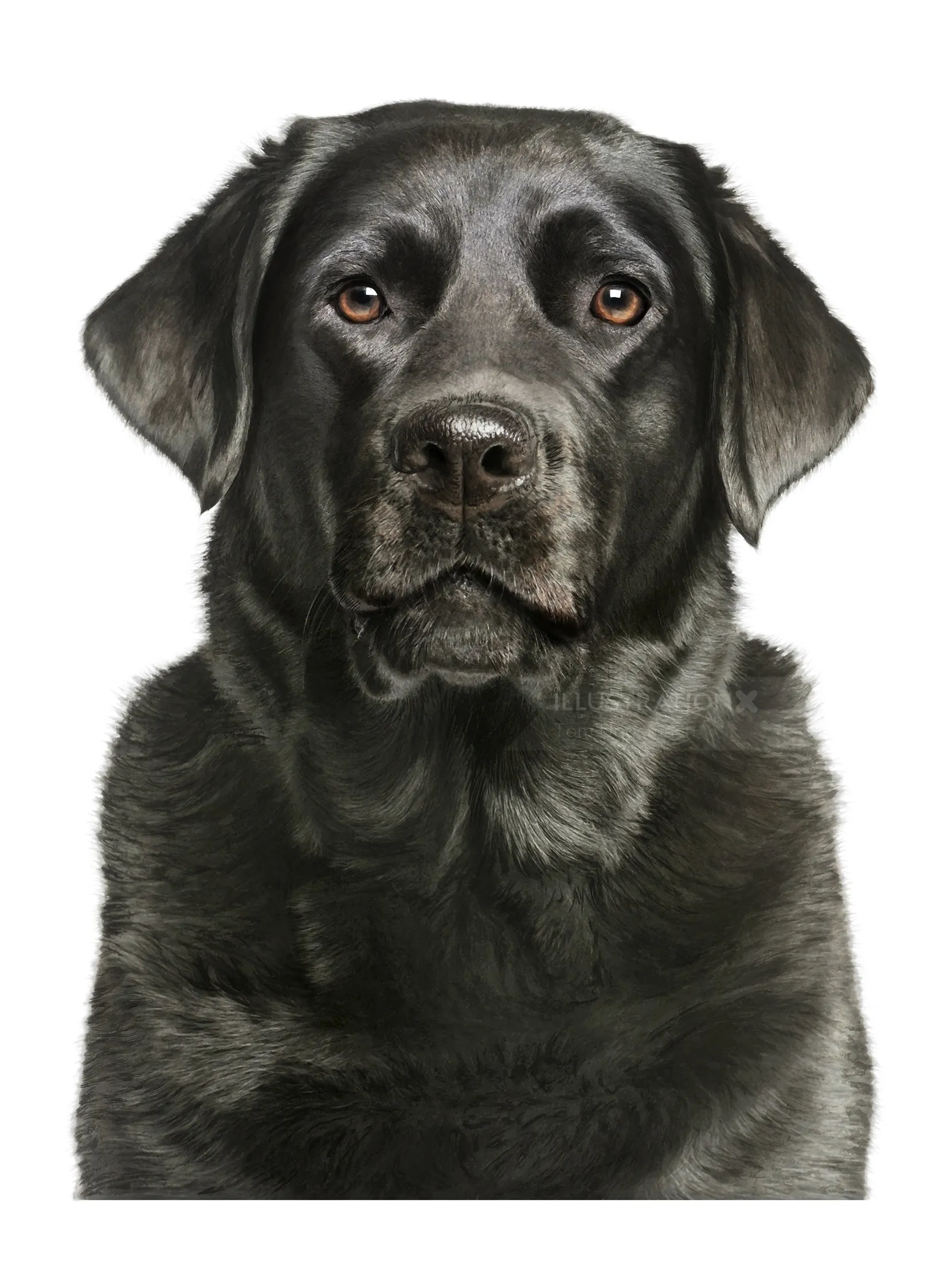 Black Labrador Retriever portrait by Tom Ungemach
