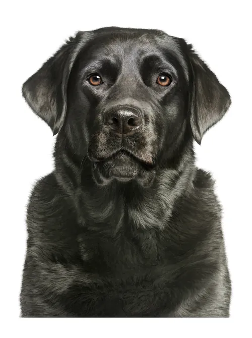 Black Labrador Retriever portrait by Tom Ungemach