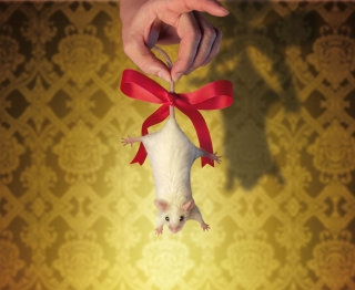 Animais Weivüe Ratte als Geschenk

