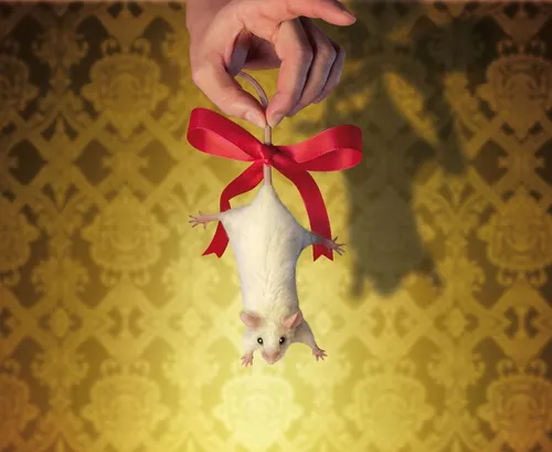 Animals Weivüe Ratte als Geschenk

