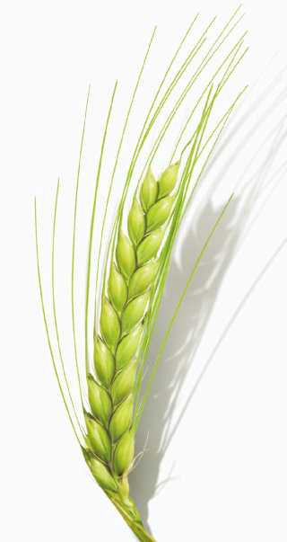 自然の小麦 
